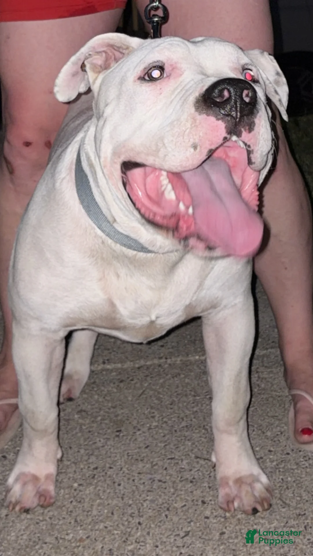 American Bully dogs for sale: American Bully 1 - Ad 2