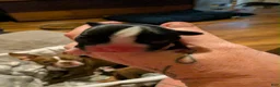 Boston Terrier dogs for sale: Boston Terrier 1 - Ad 15