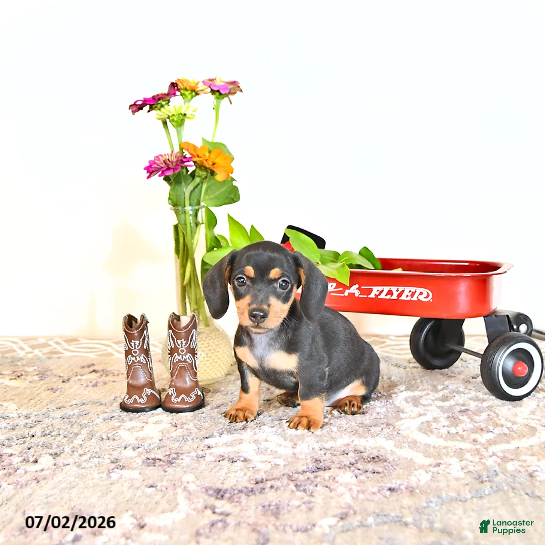 Miniature Dachshund dogs for sale: Dora - Ad 1