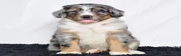 Bernedoodle dogs for sale: Mr. Hugo - Ad 1