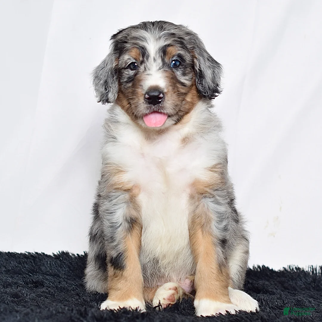 Bernedoodle dogs for sale: Mr. Hugo - Ad 1