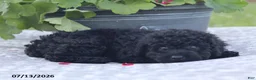 Miniature Poodle dogs for sale: Norm - Ad 5