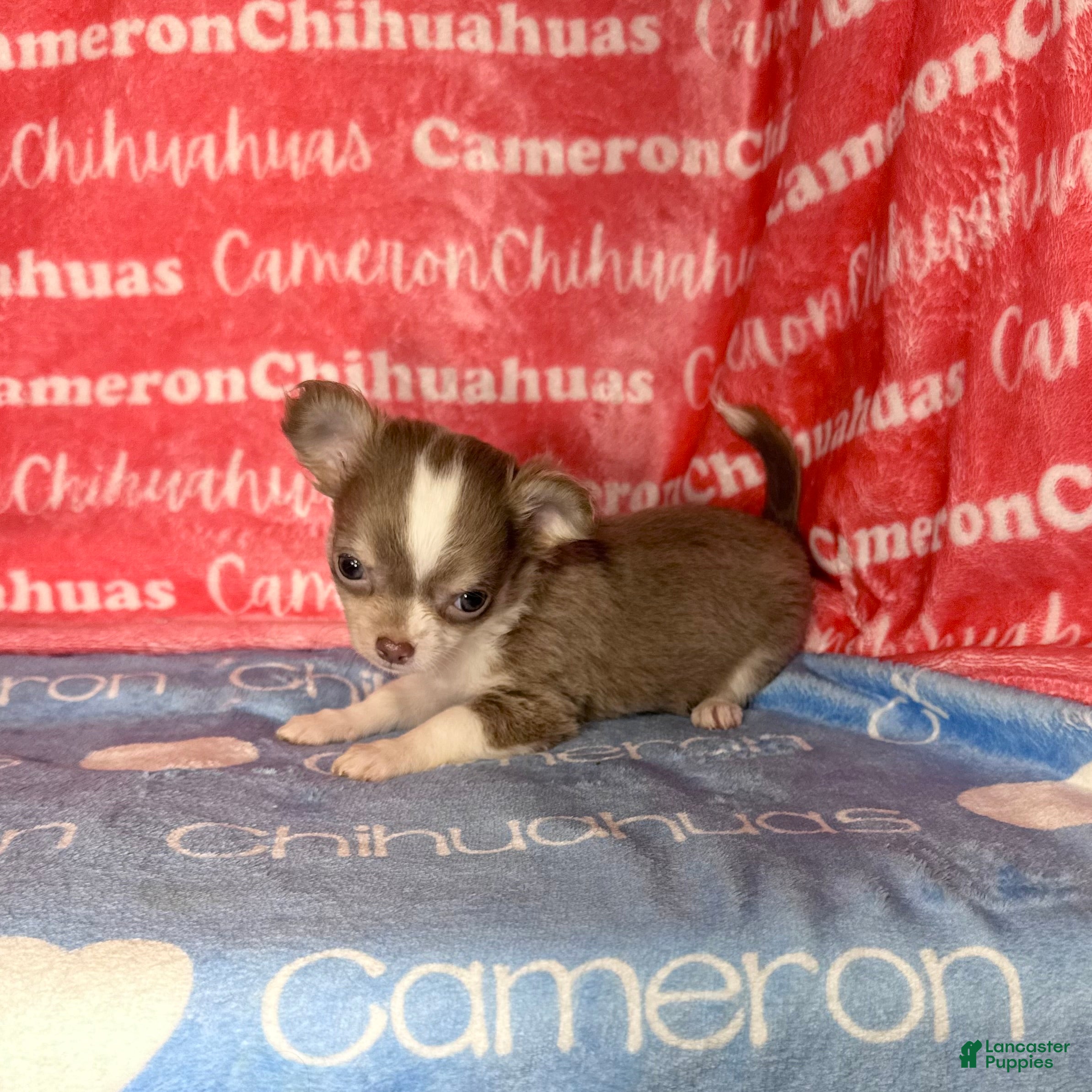 Chihuahua dogs for sale: Micro Thumper Lavender LC - Ad 2