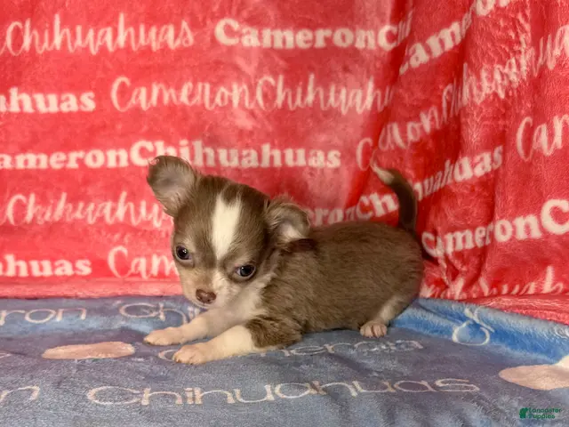 Chihuahua dogs for sale: Micro Thumper Lavender LC - Ad 2