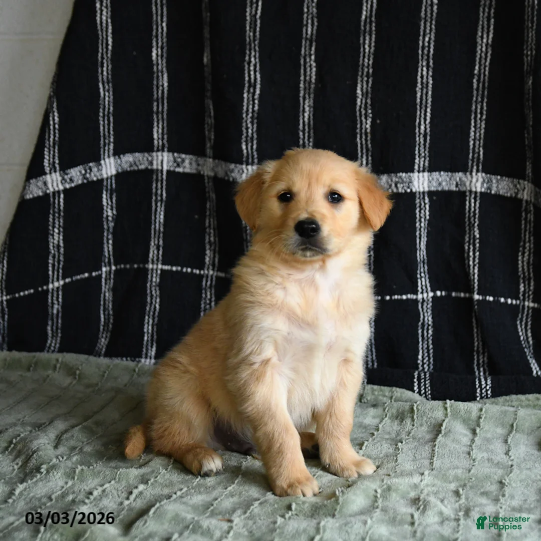 Golden Retriever dogs for sale: Blaze - Ad 1