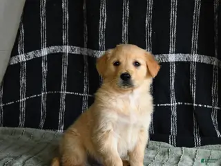 Golden Retriever dogs for sale: Blaze - Ad 2