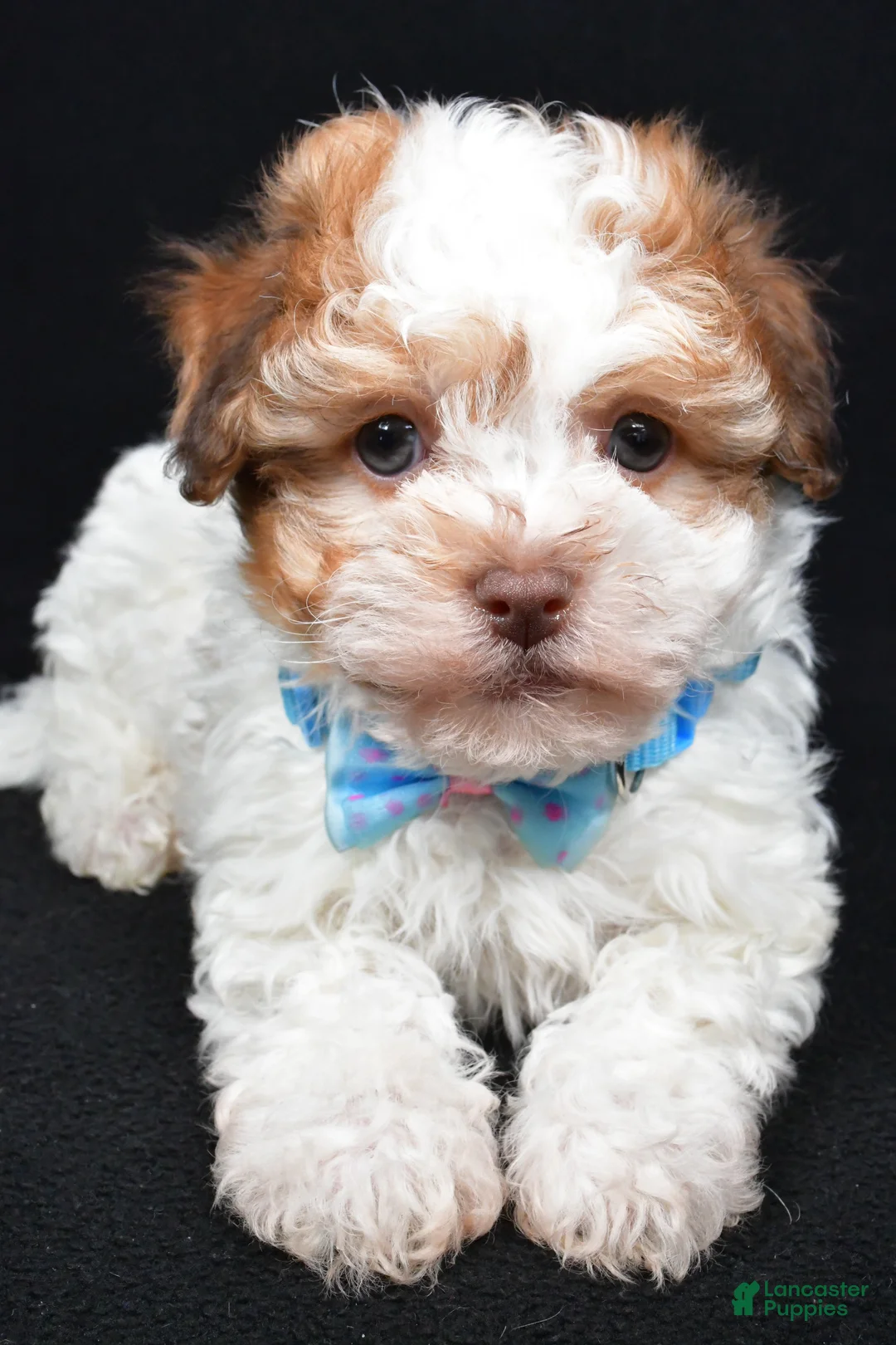 Havanese dogs for sale: Lance - Ad 4