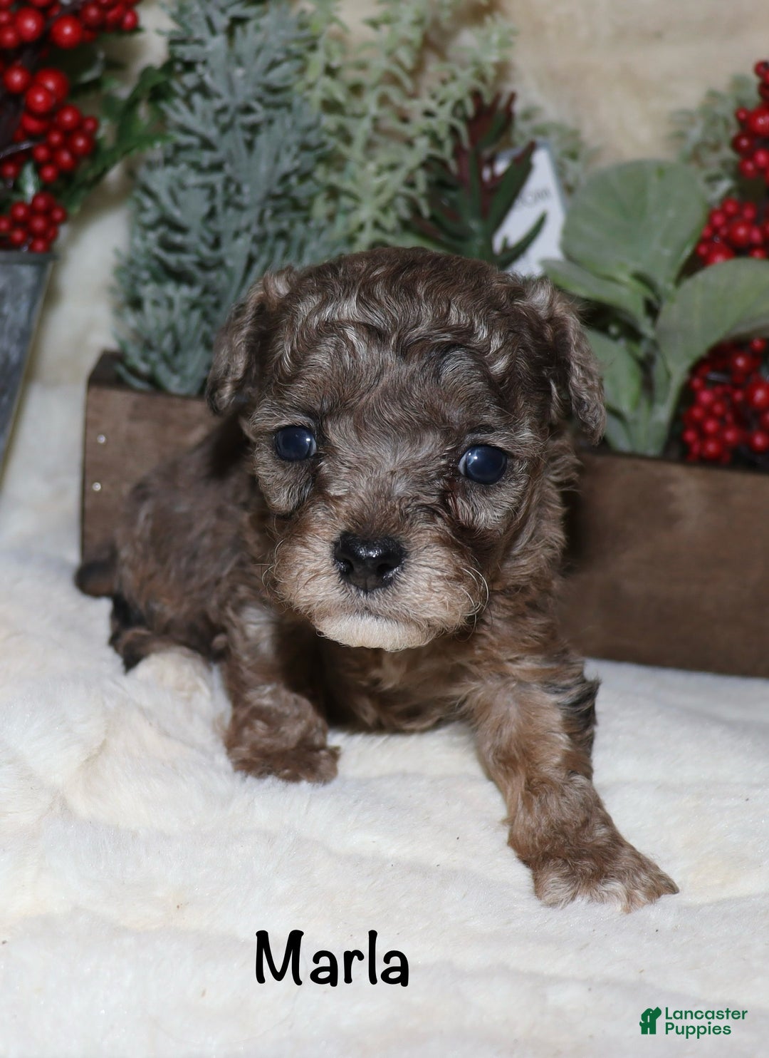 Toy Poodle dogs for sale: Marla- blue merle - Ad 6