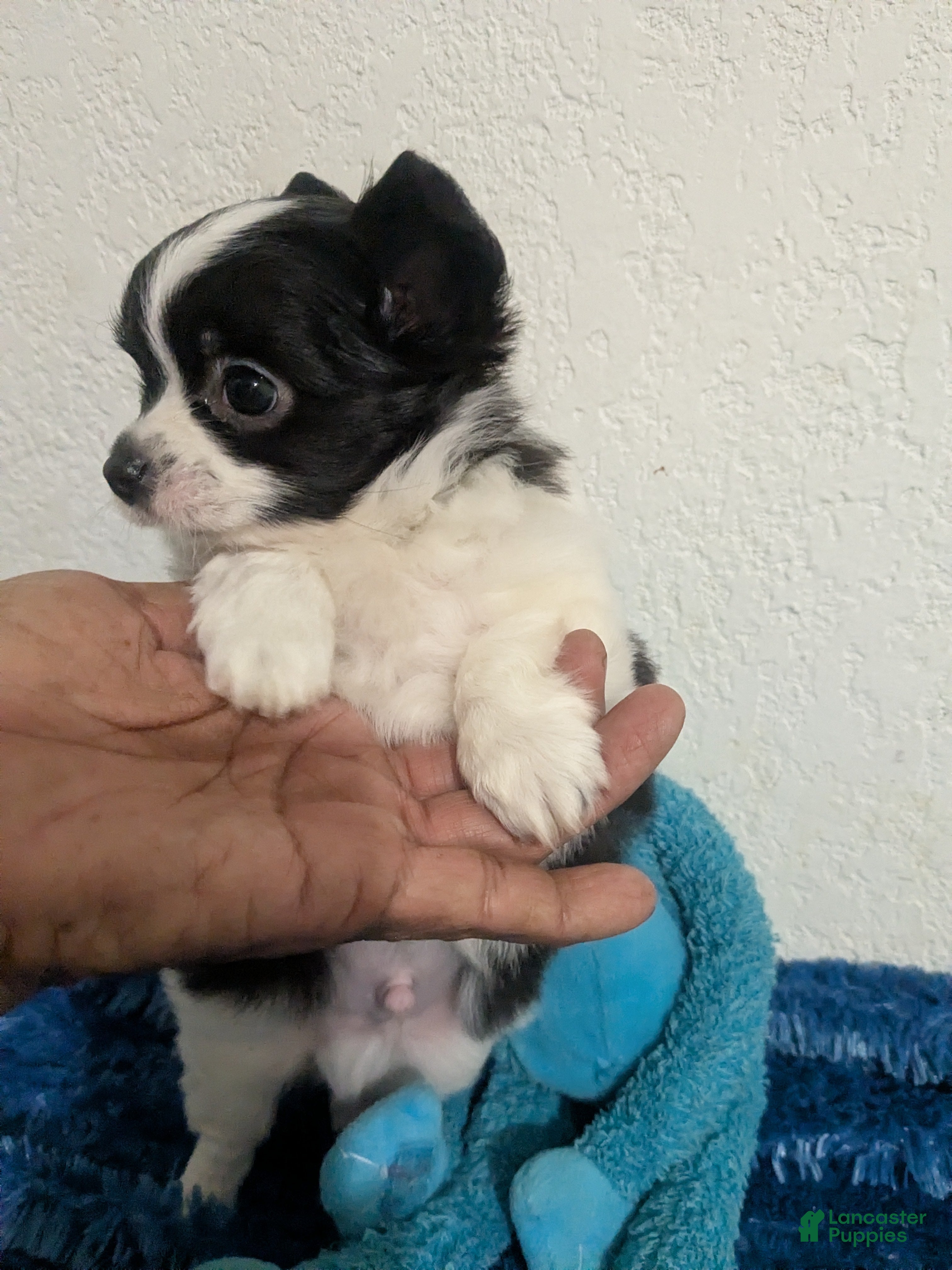 Chihuahua dogs Snoopy LC Apple Head Chihuahua Male  - Ad 3