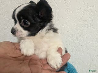 Chihuahua dogs Snoopy LC Apple Head Chihuahua Male - Ad 3