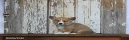 Welsh Corgi Pembroke dogs for sale: Remi  - Ad 5