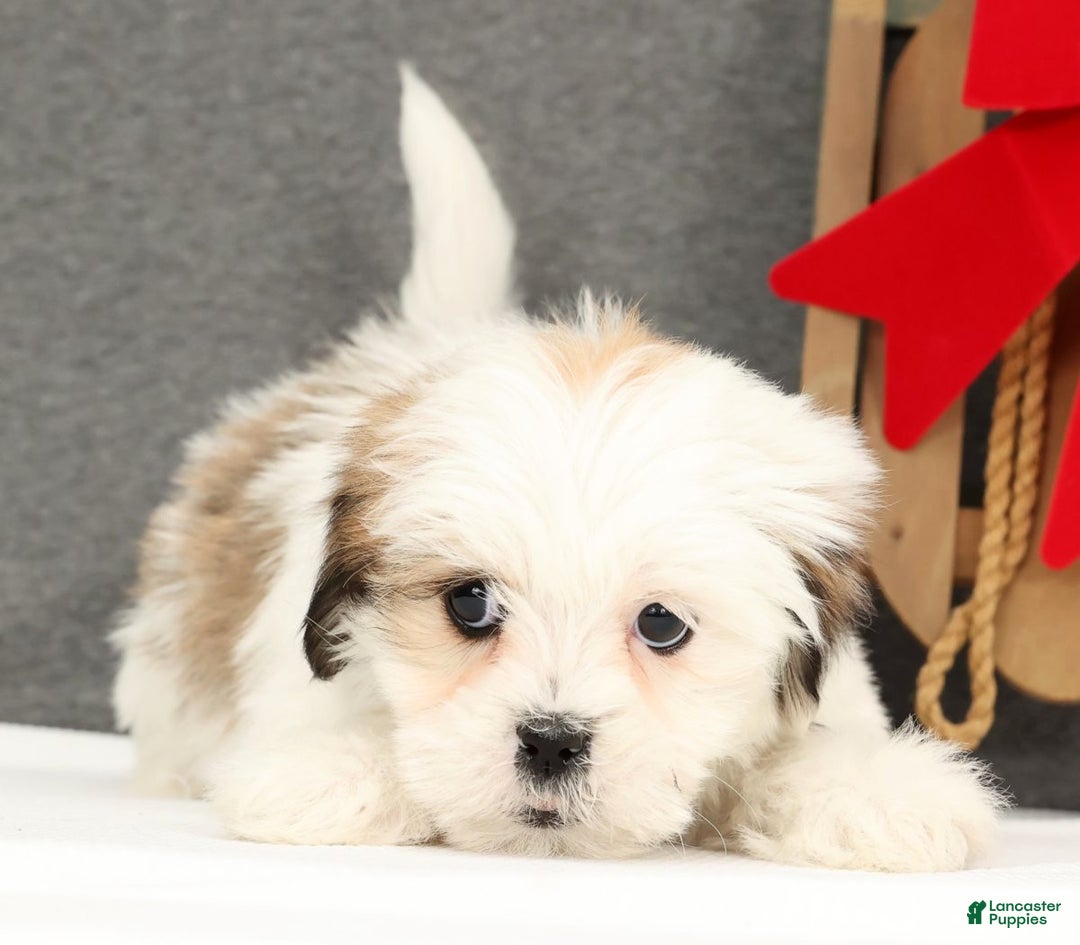 Lhasa Apso dogs for sale: Fern - Ad 6