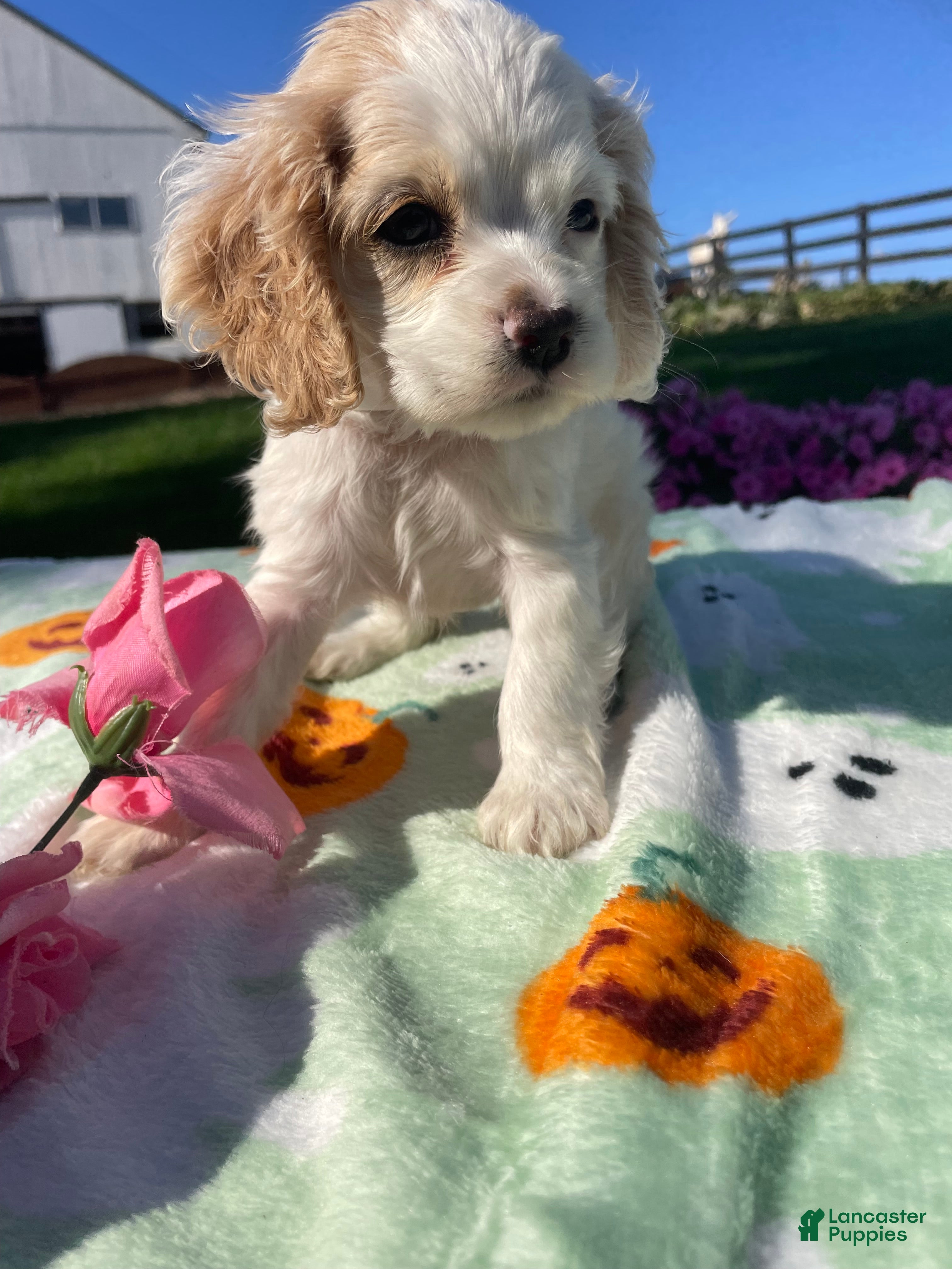Cocker Spaniel dogs Olive - Ad 2