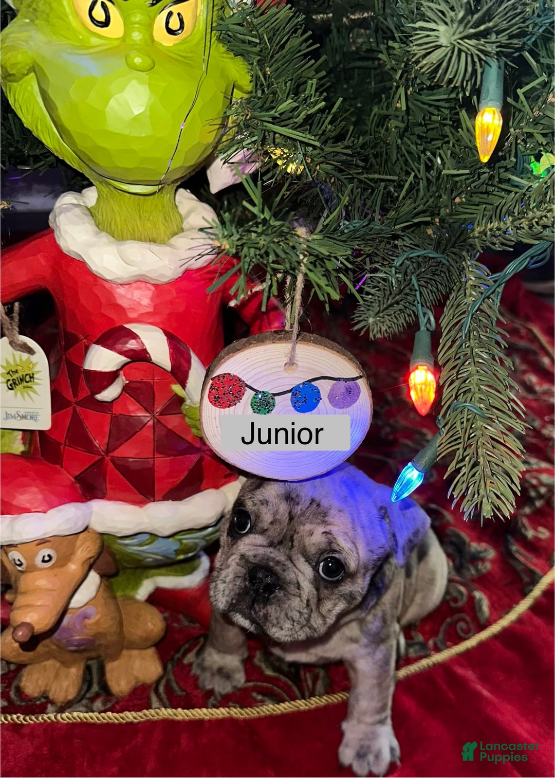 French Bulldog dogs for sale: Tiny - Ad 10