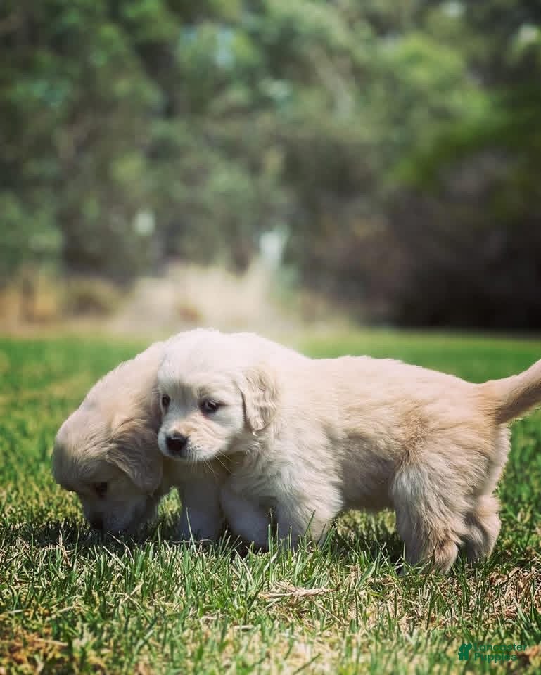 Golden Retriever dogs Golden Retriever Puppy 2 - Ad 8