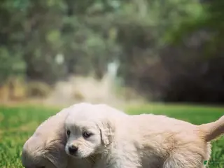 Golden Retriever dogs Golden Retriever Puppy 2 - Ad 12