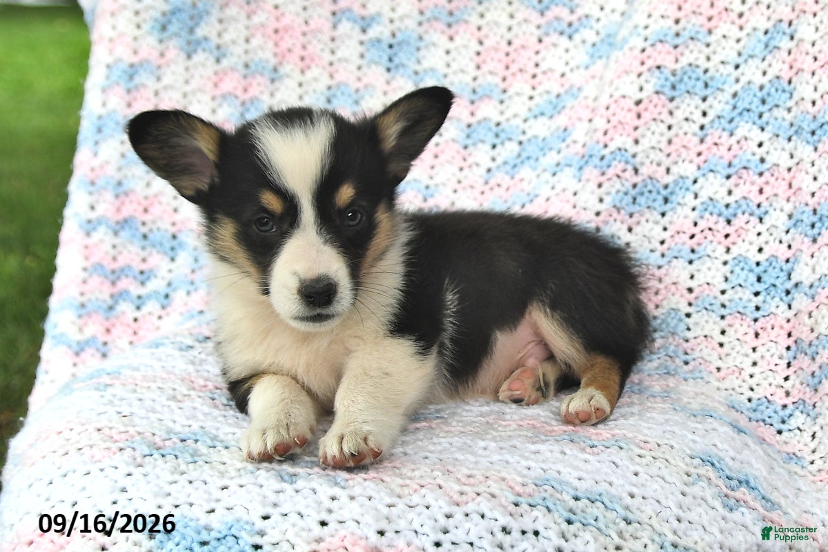 Welsh Corgi Pembroke dogs Aaron - Ad 1