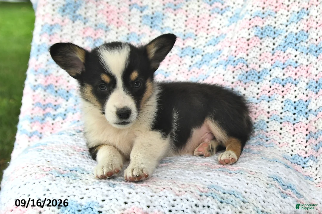 Welsh Corgi Pembroke dogs for sale: Aaron - Ad 1