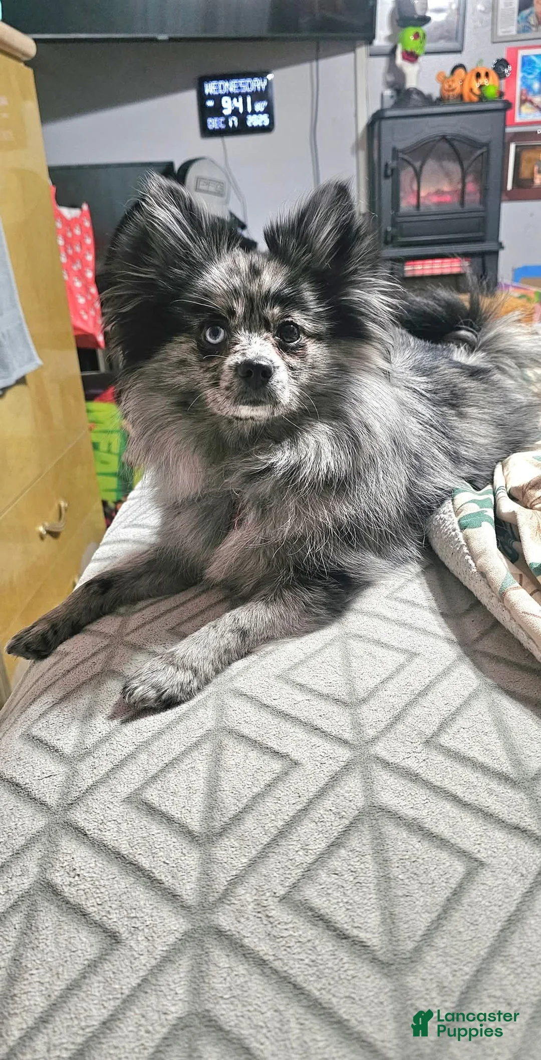 Pomeranian dogs for sale: Roxy  - Ad 3