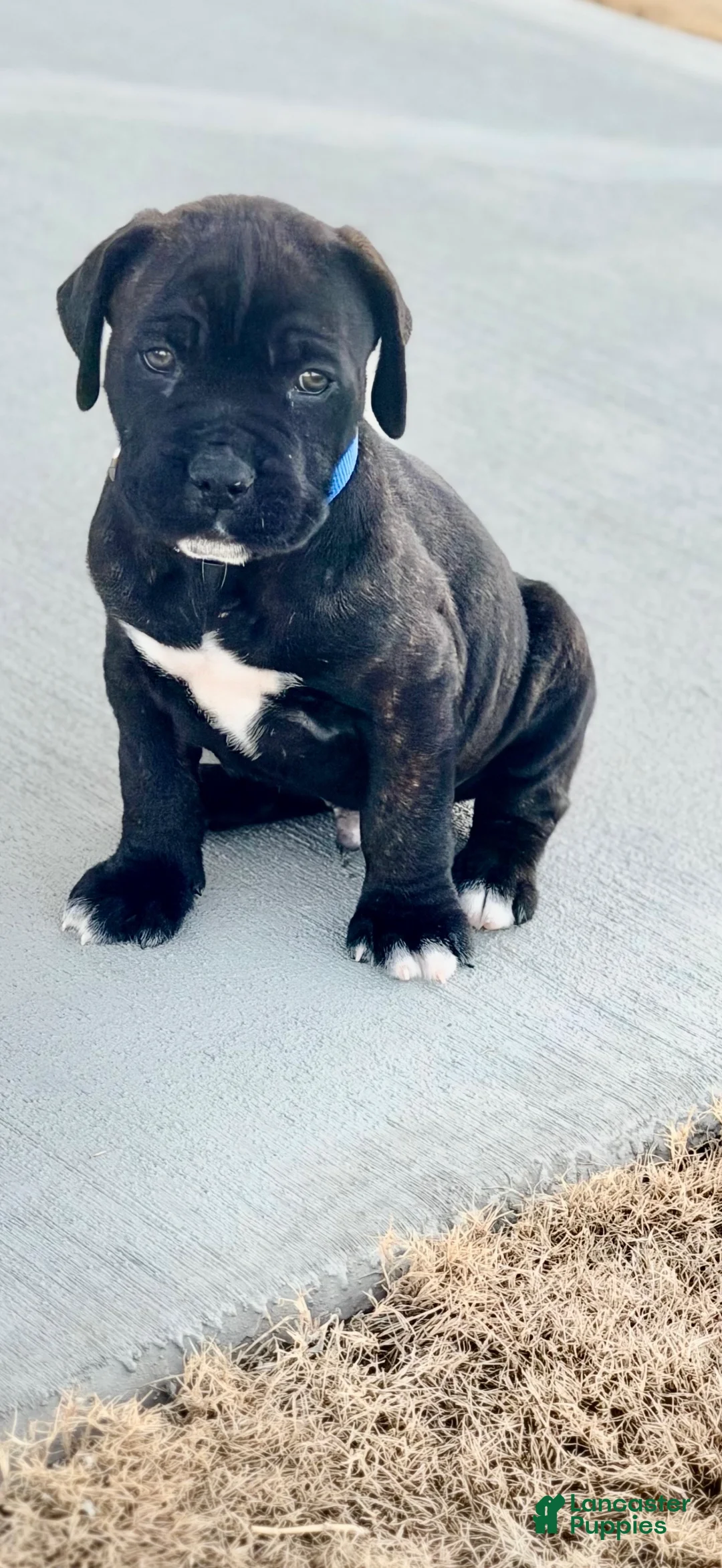 Cane Corso dogs for sale: Cane Corso Puppy 1 - Ad 1