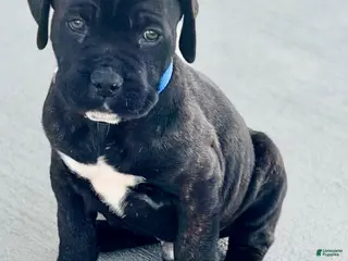 Cane Corso dogs for sale: Cane Corso Puppy 1 - Ad 2