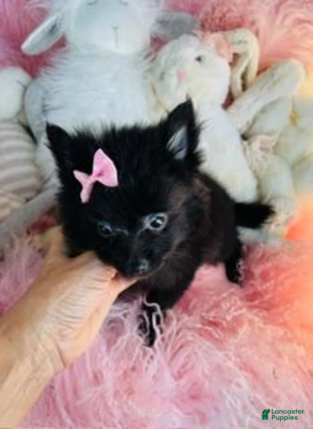 Pomeranian dogs for sale: Pomeranian - Hand Delivery - Ad 2