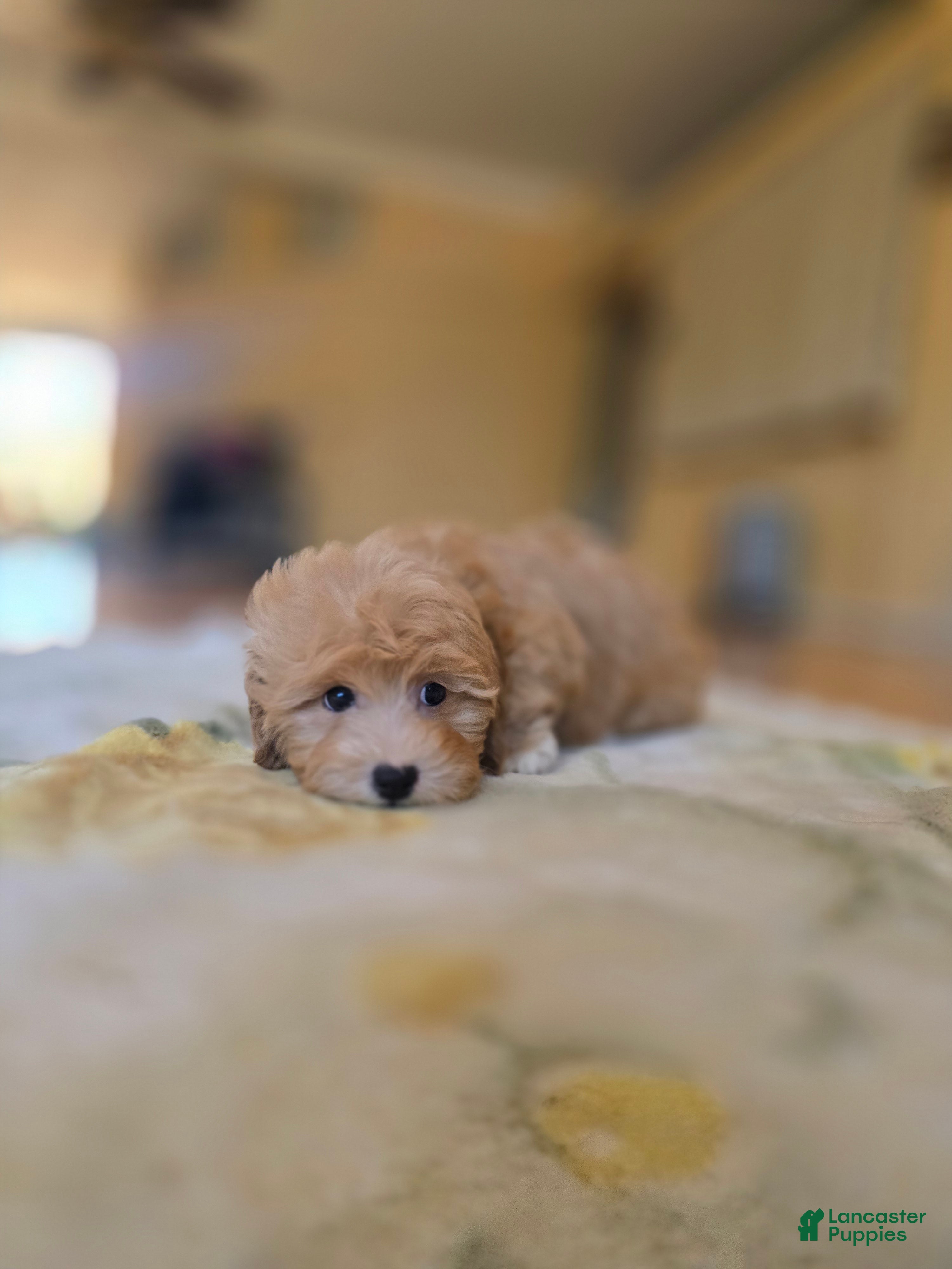 Maltipoo dogs  Choco - Ad 2