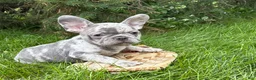 French Bulldog dogs for sale: Cyrus - Ad 3