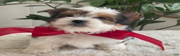 Biewer Terrier dogs for sale: Toby - Ad 6