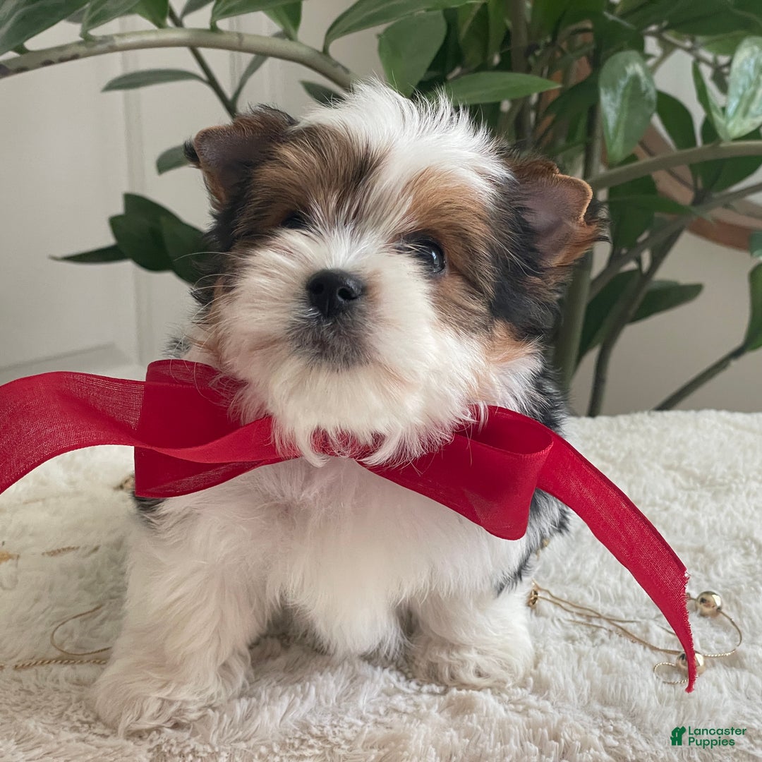 Biewer Terrier dogs for sale: Toby - Ad 6