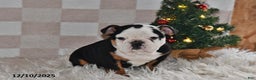 Olde English Bulldogge dogs for sale: Lena - Ad 1