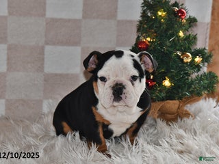 Olde English Bulldogge dogs Lena - Ad 4