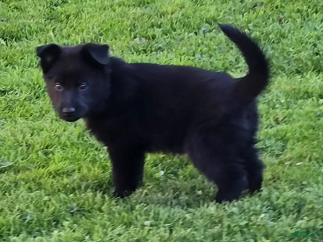 German Shepherd dogs for sale: Reba - Ad 2