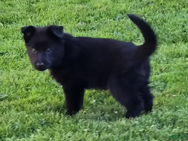 German Shepherd dogs for sale: Reba - Ad 2