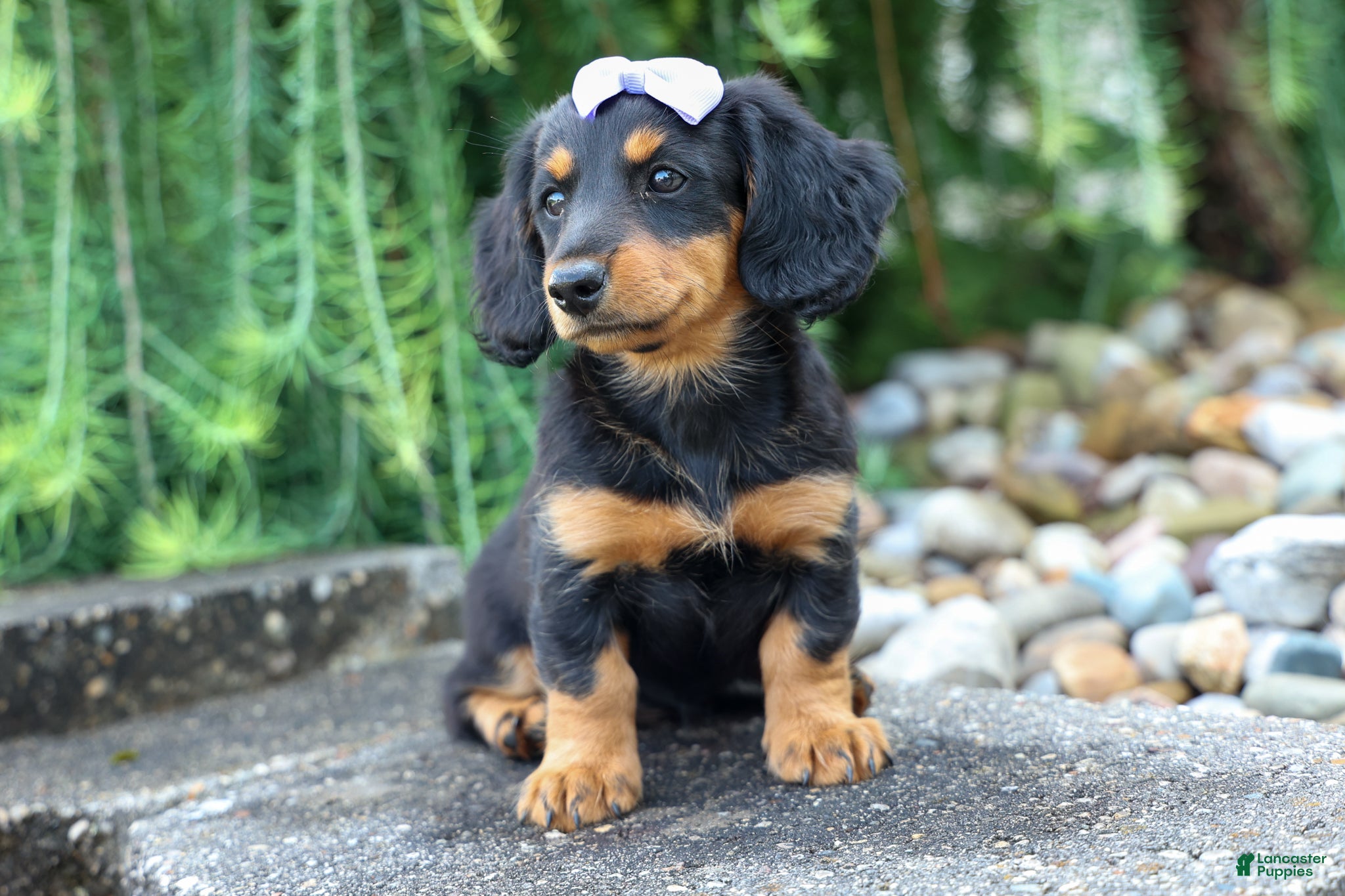 Miniature Dachshund dogs Sage 🐶 - Ad 1