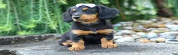 Miniature Dachshund dogs for sale: Sage 🐶 - Ad 1
