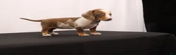 Dachshund dogs for sale: Polly - Ad 10