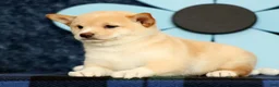 Shiba Inu dogs for sale: Kelsey - Ad 6