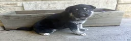 German Shepherd dogs for sale: MJ - Ad 7