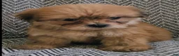 Shorkie dogs for sale: Patti - Ad 4