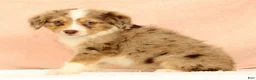 Mini Aussiedoodle dogs for sale: Lance - Ad 8