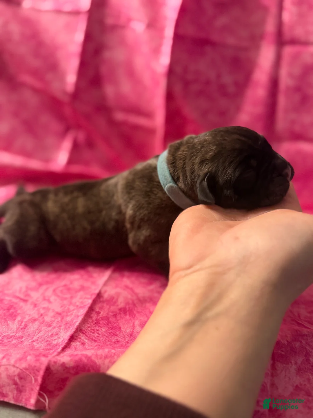 Cane Corso dogs for sale: Cane Corso Puppy 8 - Ad 2