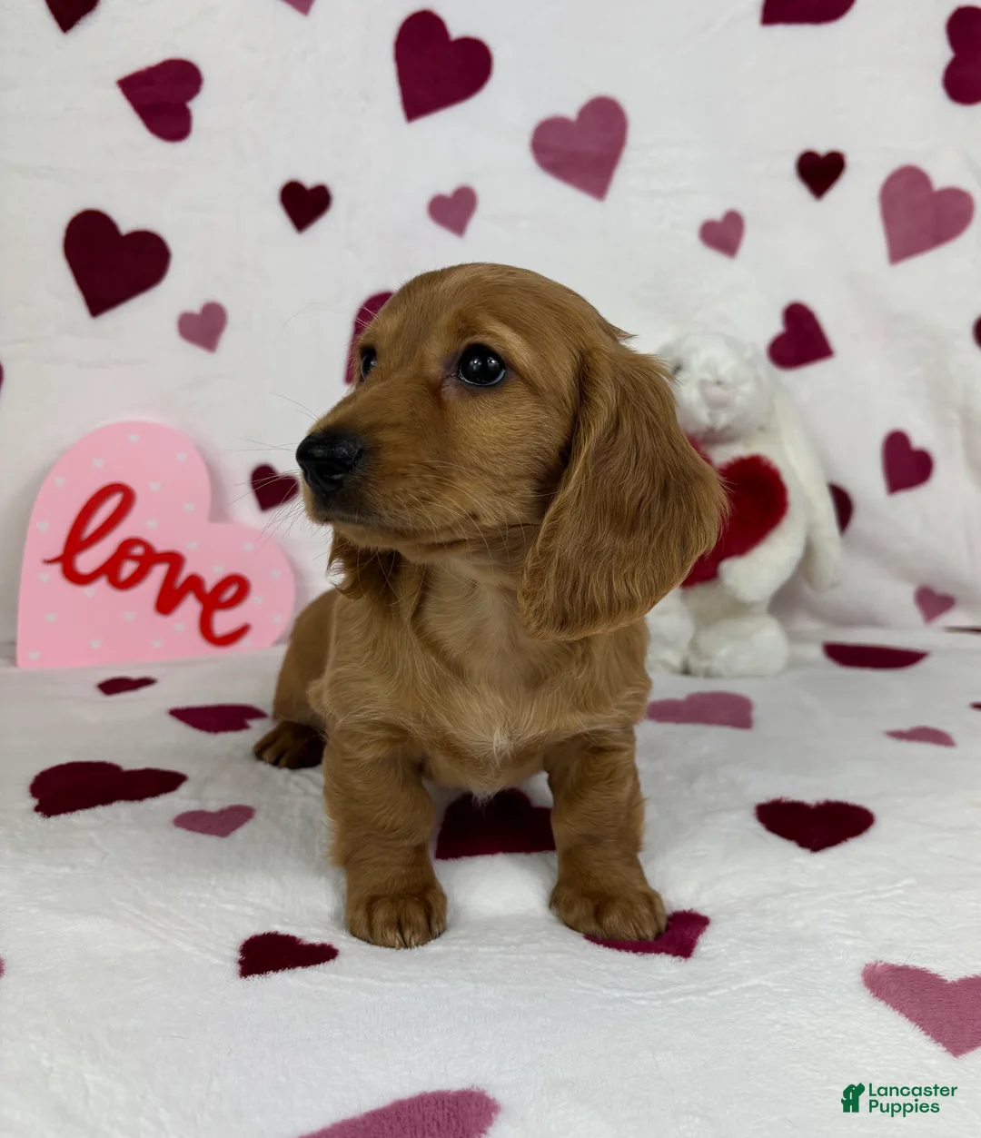 Miniature Dachshund dogs for sale: Dolly - Ad 4