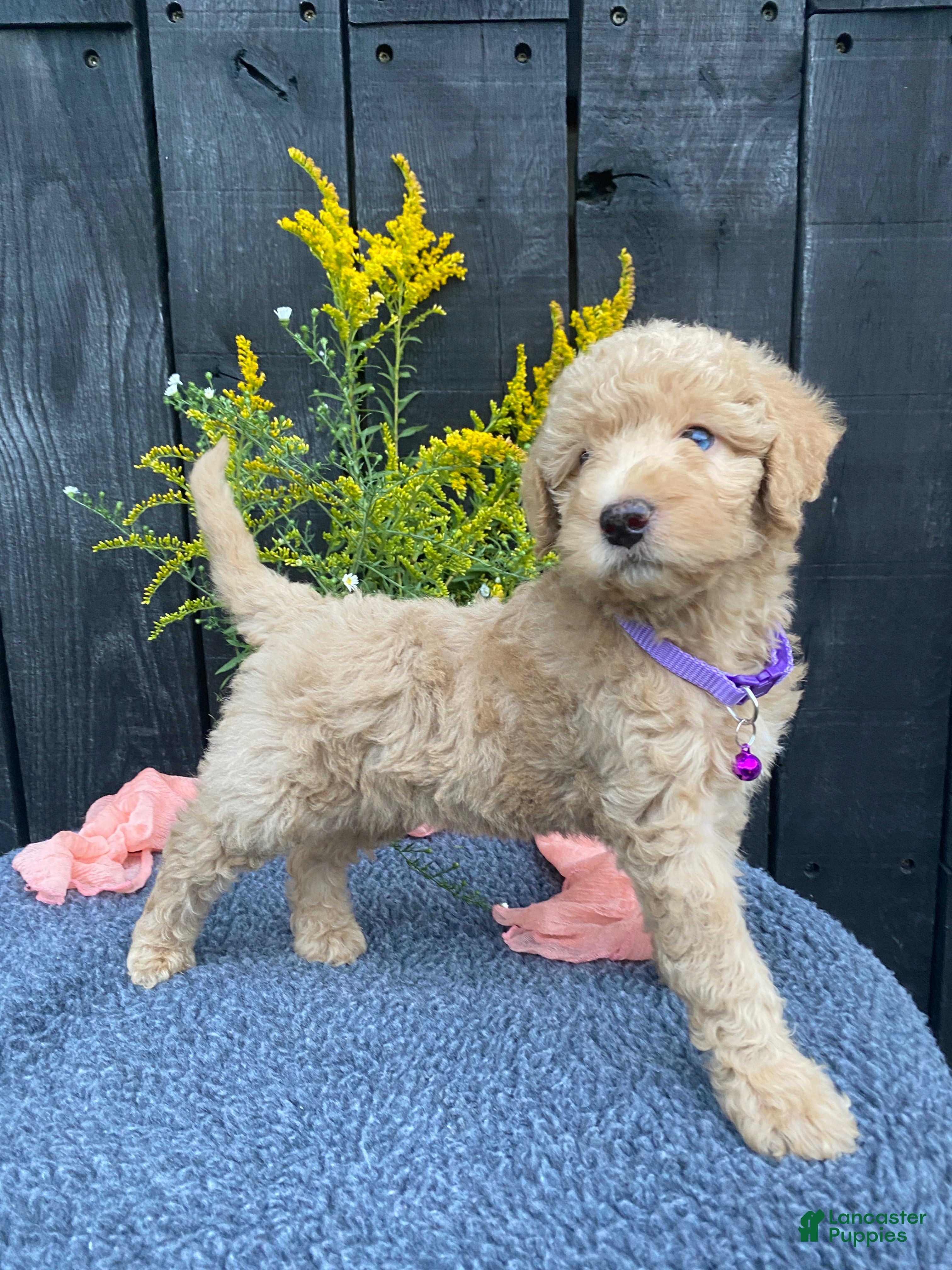 Miniature Labradoodle dogs Piper - Ad 1