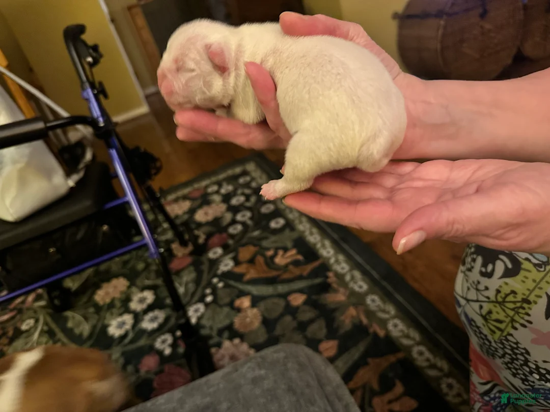 Mixed Breed dogs for sale: English Bulldog Puppy 1 - Ad 3