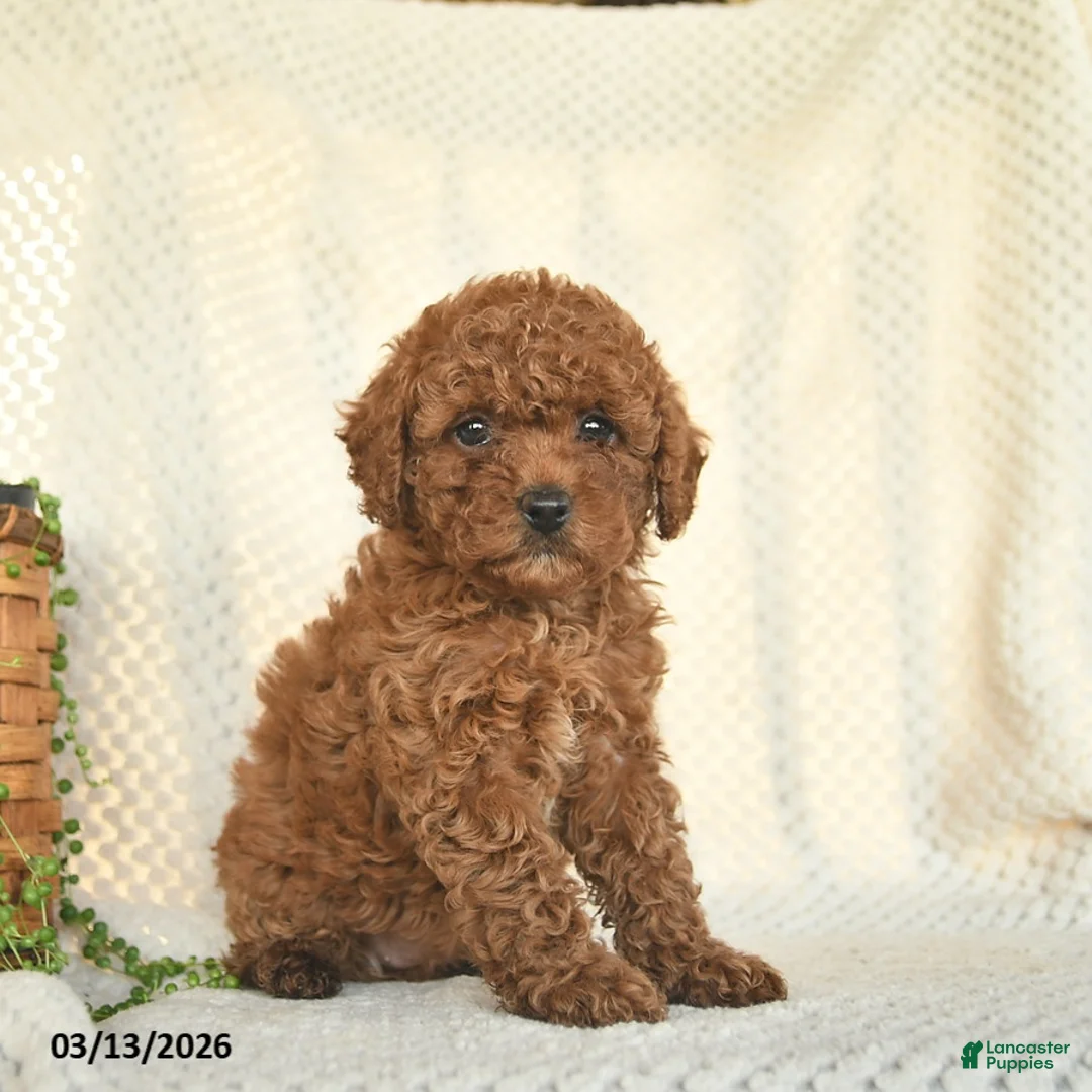 Toy Poodle dogs for sale: Harper  - Ad 2