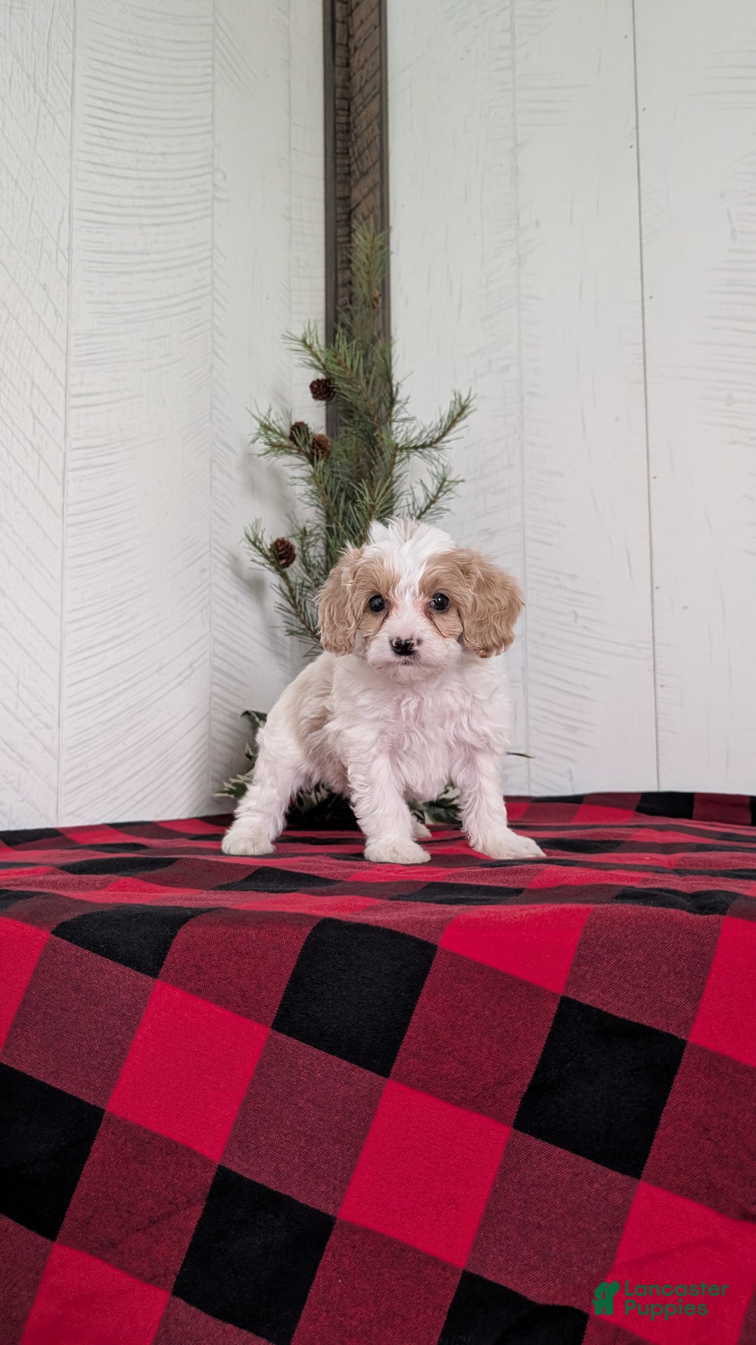 Cavapoo dogs for sale: Duke - Ad 6