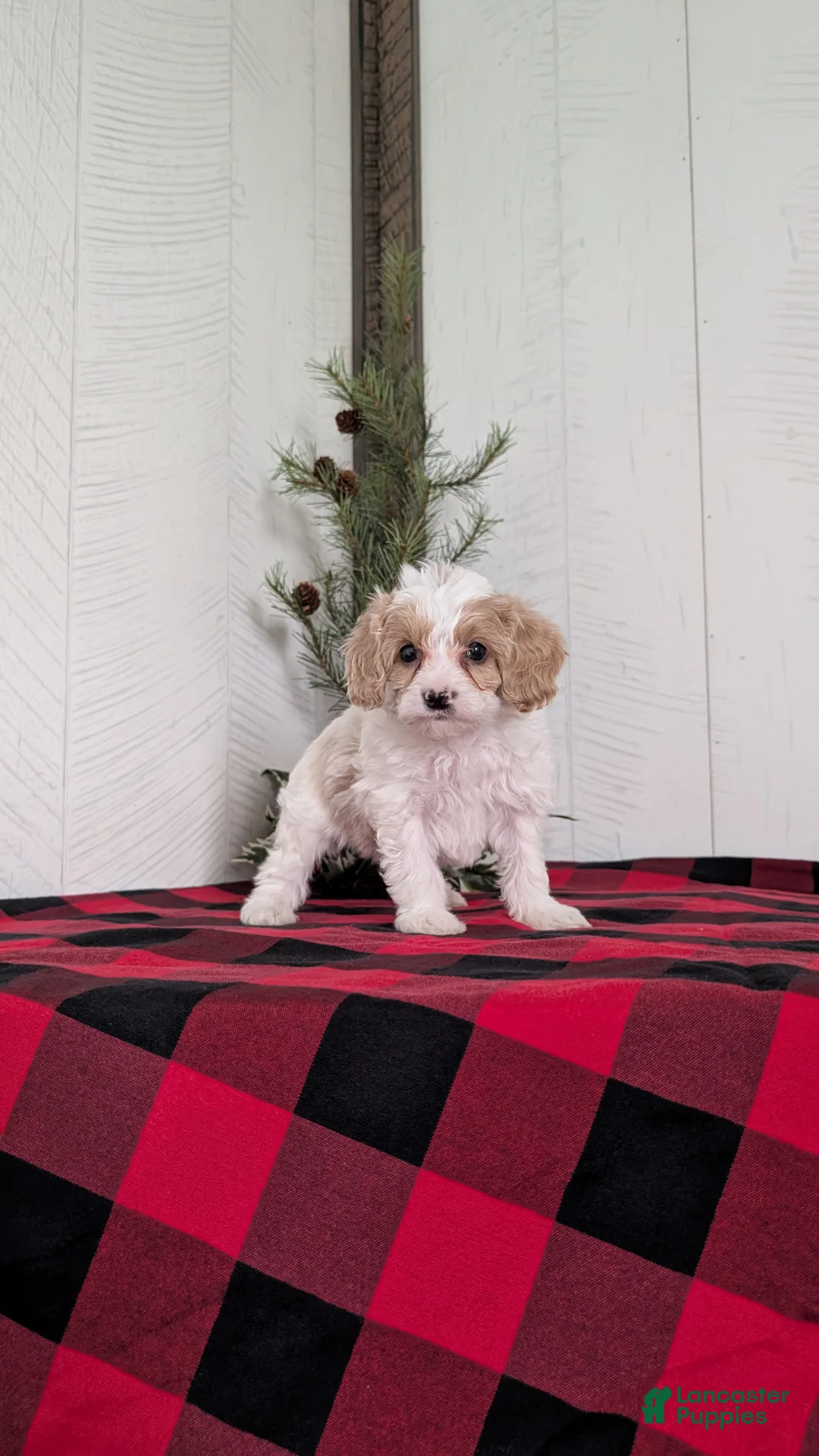 Cavapoo dogs for sale: Duke - Ad 9