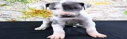 Great Dane dogs for sale: Cujo - Ad 18
