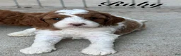 Cavapoo dogs for sale: Ruby - Ad 3
